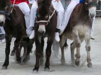 Il Rione Croce Bianca ha vinto il Palio di San Rocco