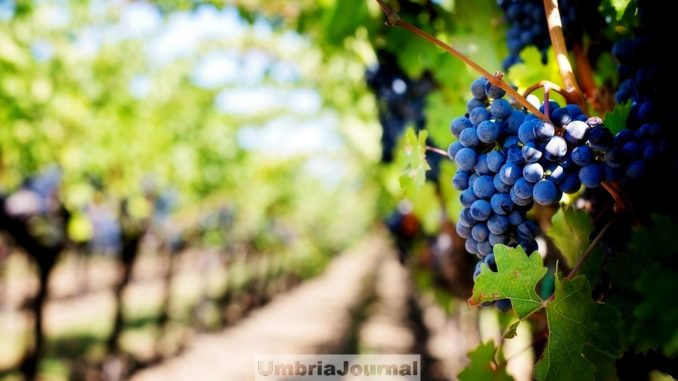 Domeniche della Strada del Sagrantino Trekking e brunch a Montefalco