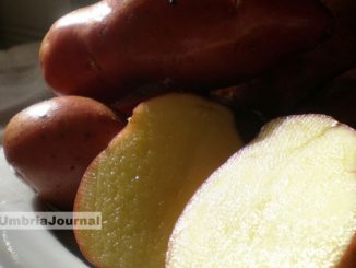 Patata rossa iniziative al Parco di Colfiorito 39esima edizione