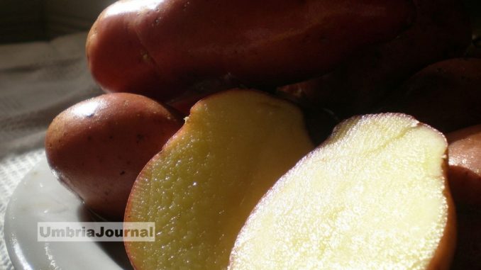 patata rossa Patata rossa iniziative al Parco di Colfiorito 39esima edizione