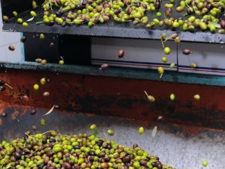 La Mangiaunta, dal 29 al 30 ottobre 2016 a Giano dell'Umbria