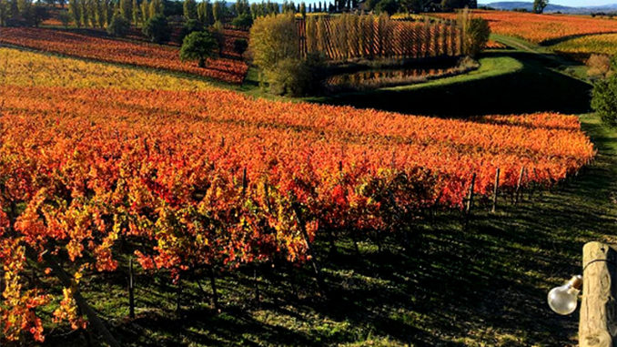 elisa_cardarelli foto vincitrice Fotografia, chiuso con successo contest "Colori d'autunno" a Montefalco
