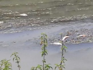 Bevagna, dopo la moria di pesci la condanna a morte del Teverone