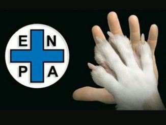 Enpa Foligno, cavalli de La Quintana, Enpa, Belli non può parlare a nostro nome