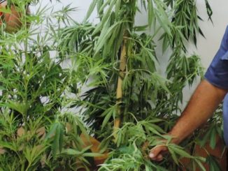Coltivava marijuana in giardino folignate di 50 anni