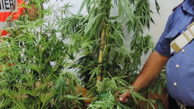 Coltivava marijuana in giardino folignate di 50 anni