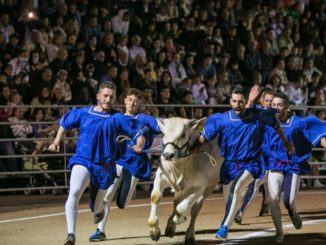 Montefalco, corsa dei Bovi, gran finale per la conquista del Falco d’oro