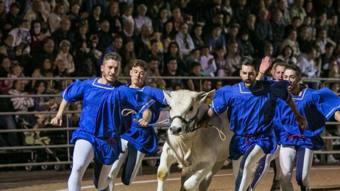 Montefalco, corsa dei Bovi, gran finale per la conquista del Falco d’oro