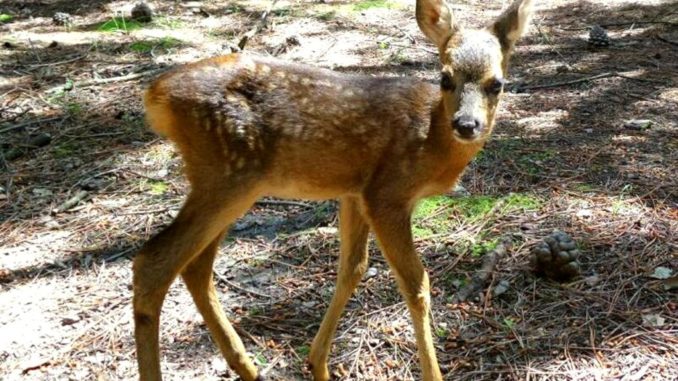 Catturato Manolo, il capriolo di Foligno, in centro recupero fauna selvatica