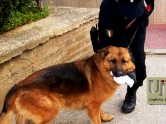 Tre chili e mezzo di hashish in casa, arrestato a Trevi grazie a Batman