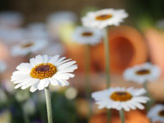 Concorso fotografico 'Immagina la natura', svelati i vincitori