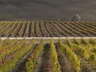 Sagrantino Running, presentazione e anteprima video, a Montefalco il 7 dicembre