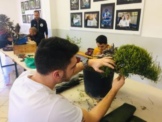 Trevi, bonsai open day conquista i partecipanti, grande successo