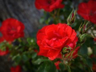Continua il viaggio a caccia di giardini nascosti, è il giardino di Helga