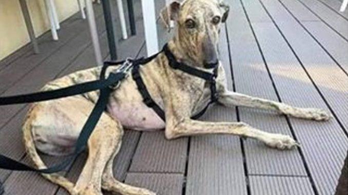 Levriero Rescue scappa da Foligno, chi la vede chiamare subito