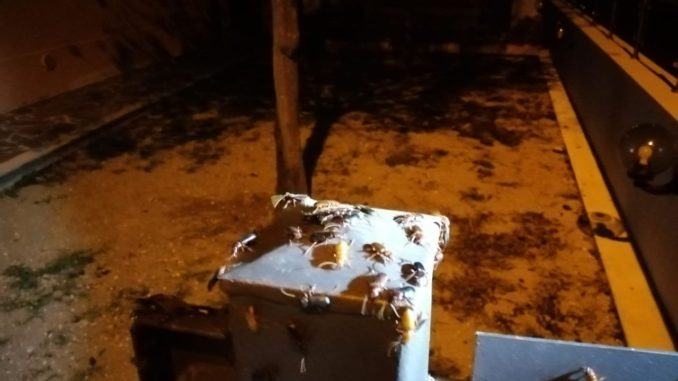 Scarafaggi a Budino di Foligno, famiglie stremate, bimbi terrorizzati |Video e fotogalley