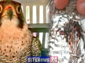 Ferito da una fucilata, falco pellegrino salvato dalla Polizia Provinciale