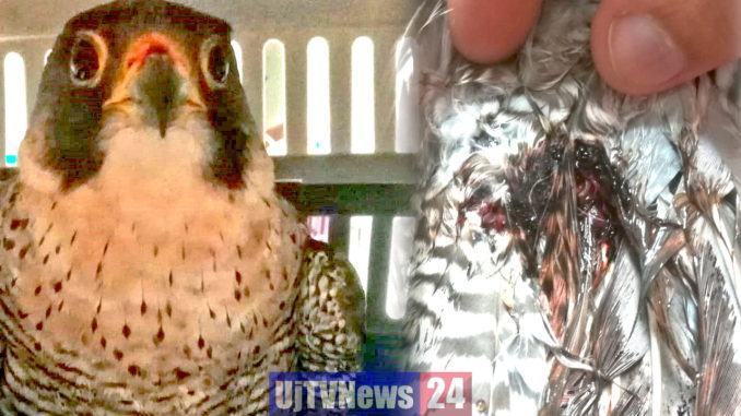 Ferito da una fucilata, falco pellegrino salvato dalla Polizia Provinciale