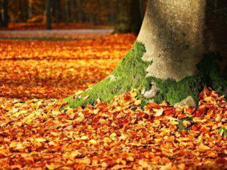 A Bevagna è tutto pronto per celebrare la Festa degli Alberi