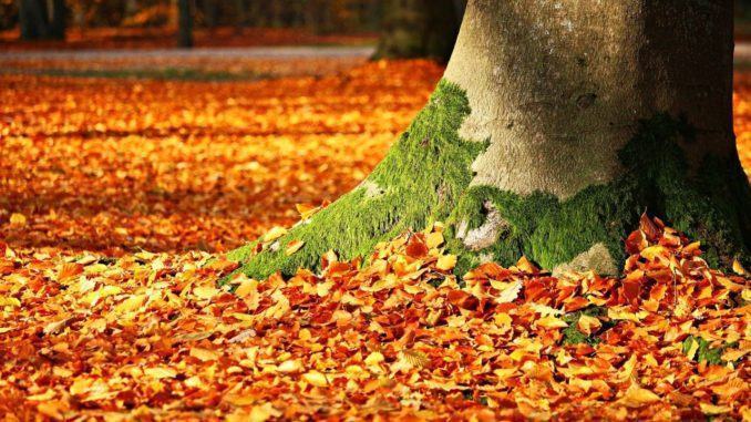 A Bevagna è tutto pronto per celebrare la Festa degli Alberi