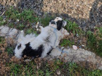 Storia a lieto fine per Lucky, cane abbandonato alla stazione di Foligno