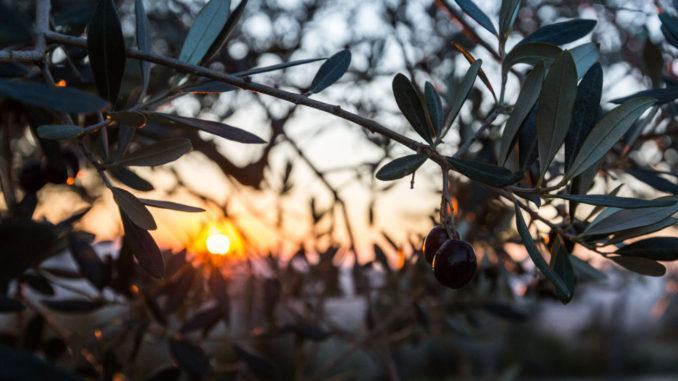 Festa dei Frantoi e dei Castelli annullata a Campello sul Clitunno