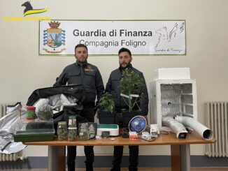 Una serra con piante di marijuana nel retrobottega, ma arriva la Finanza e...