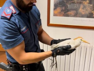 Carabinieri salvano airone ferito a Trevi, intervento Wild Umbria