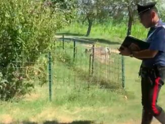 Bimbo aggredito da un rottweiler, in ospedale monitorato h24