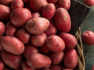 45/a edizione della Sagra della Patata Rossa di Colfiorito