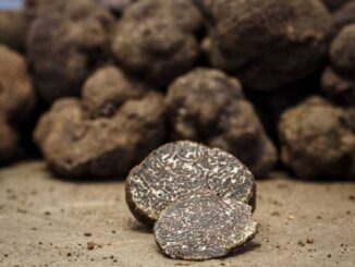Il tartufo protagonista a "Primi d’Italia" con cultura e tradizione 