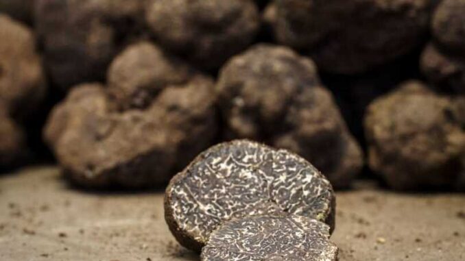 Il tartufo protagonista a "Primi d’Italia" con cultura e tradizione 