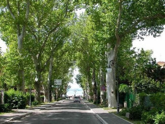 Limitazioni al traffico per potature straordinarie degli alberi