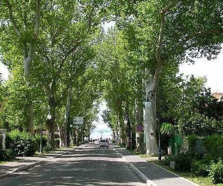 Limitazioni al traffico per potature straordinarie degli alberi