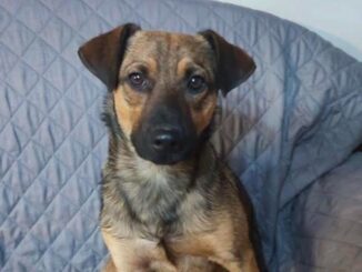 Ragazza di Gallese, Viterbo, cerca contatto per ritrovare cagnolino salvato