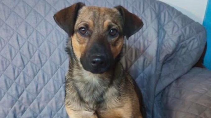 Ragazza di Gallese, Viterbo, cerca contatto per ritrovare cagnolino salvato Ragazza di Gallese, Viterbo, cerca contatto per ritrovare cagnolino salvato
