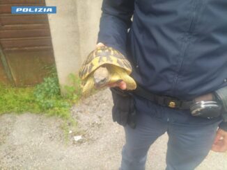 Tartaruga ferita a Foligno soccorsa dalla Polizia di Stato