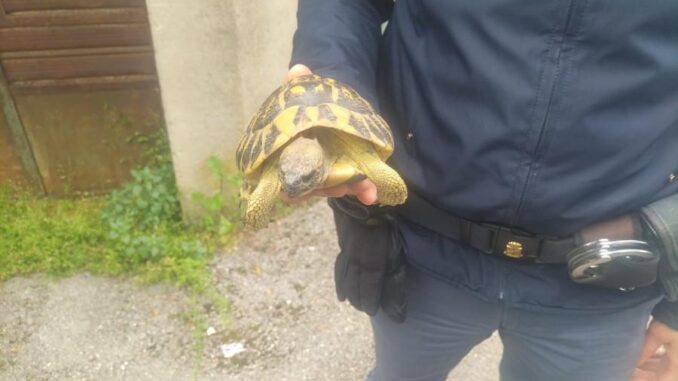 Tartaruga ferita a Foligno soccorsa dalla Polizia di Stato