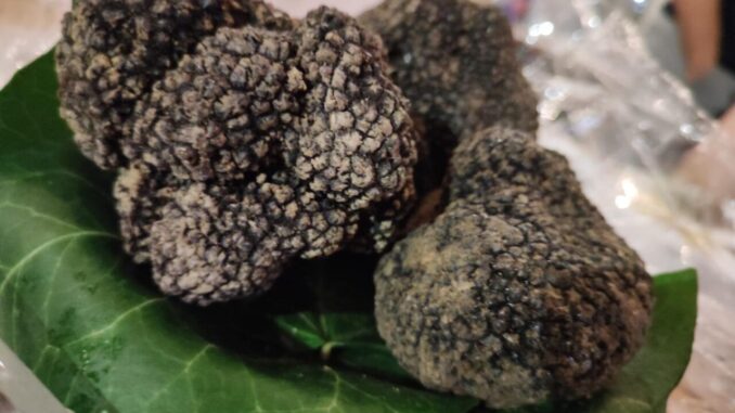 Tartufo protagonista a Valtopina, torna ‘Nero d’estate’