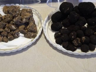Valtopina celebra il tartufo con mostra mercato e comicità finale
