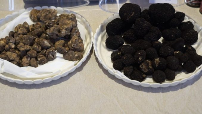 Valtopina celebra il tartufo con mostra mercato e comicità finale