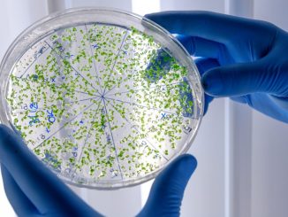 Intervento urgente di bonifica disposto dal Comune e Asl