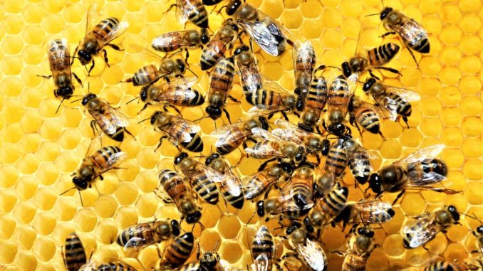 Mielinumbria 2025, Foligno celebra api e biodiversità mediterranea