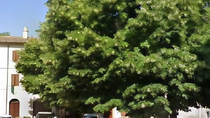 Difendiamo i tigli centenari, Bevagna alza la voce