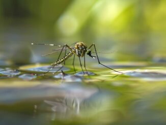 Zanzare: scatta l'ordinanza 2026 per il blocco dei focolai