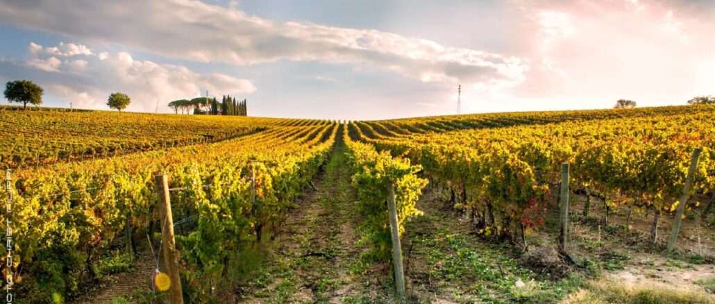 Storia vitivinicola rivive nel libro sulla cantina Scacciadiavoli