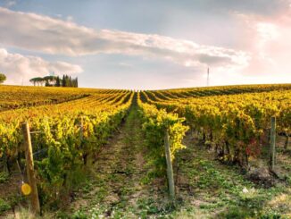 Storia vitivinicola rivive nel libro sulla cantina Scacciadiavoli