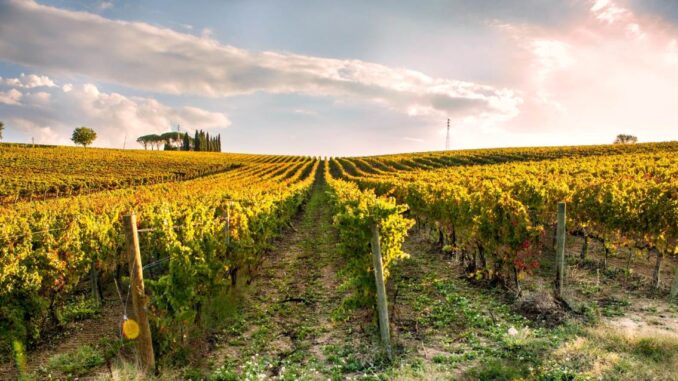 Storia vitivinicola rivive nel libro sulla cantina Scacciadiavoli